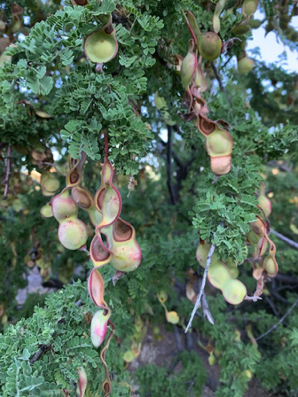 June 27 - Cats Claw seed pods; 
aren't they pretty?